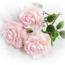 нежные розы