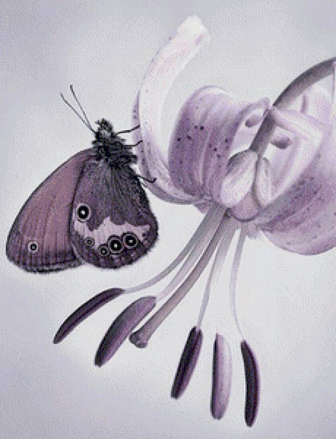 Бабочка - бабочка, цветы, нежно - предпросмотр