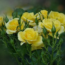 Схема вышивки «букет»