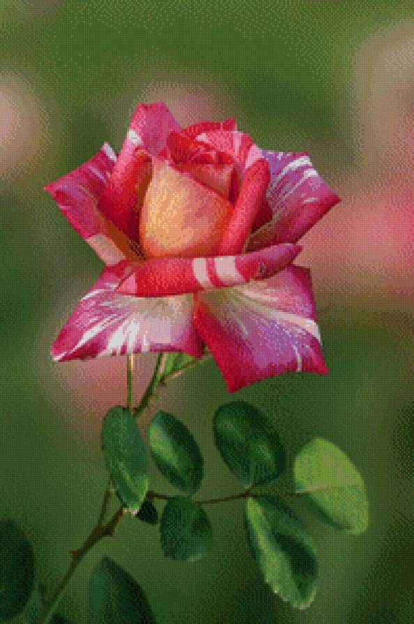 роза - сер.цветы - предпросмотр