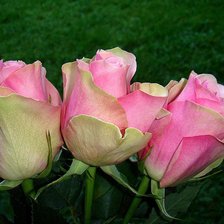 Схема вышивки «трио»