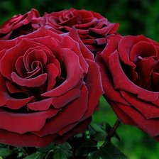 Схема вышивки «трио»