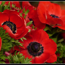 Схема вышивки «Маки»