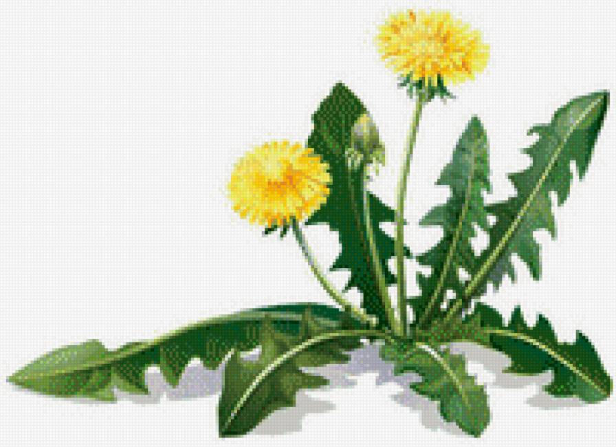 Одуванчик - одуванчик, желтый, цветы, лето - предпросмотр