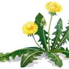 Схема вышивки «Одуванчик»