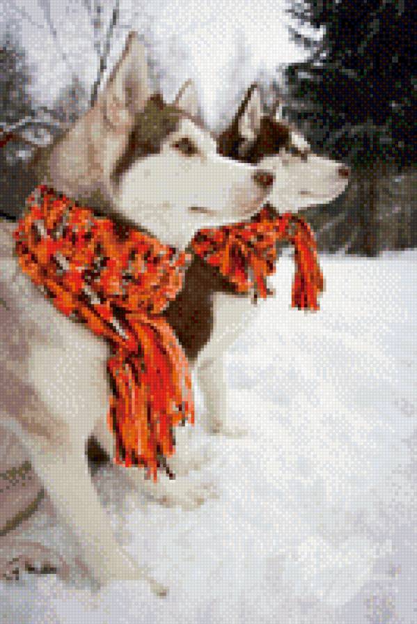 хаски - предпросмотр