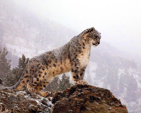 гепард - природа, кошки, животные - оригинал