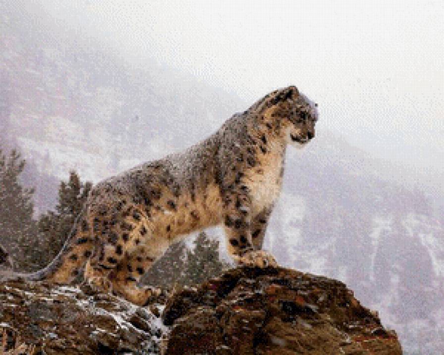 гепард - кошки, животные, природа - предпросмотр