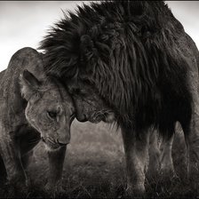 Схема вышивки «Львиная любовь»