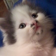 Схема вышивки «боня»