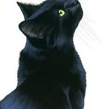 Схема вышивки «котяра»