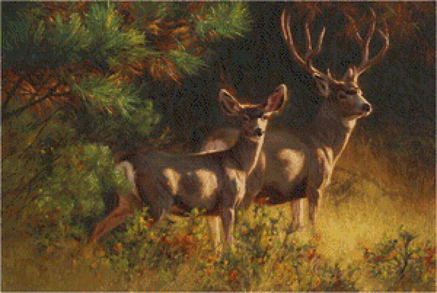 пара благородных оленей - поляна, пейзаж, природа, лес, косули, сосна, олени, пара - предпросмотр