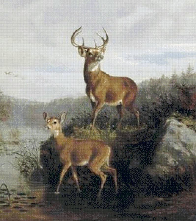 пара оленей - река, лес, олени, дикие.животные, косули, природа - предпросмотр