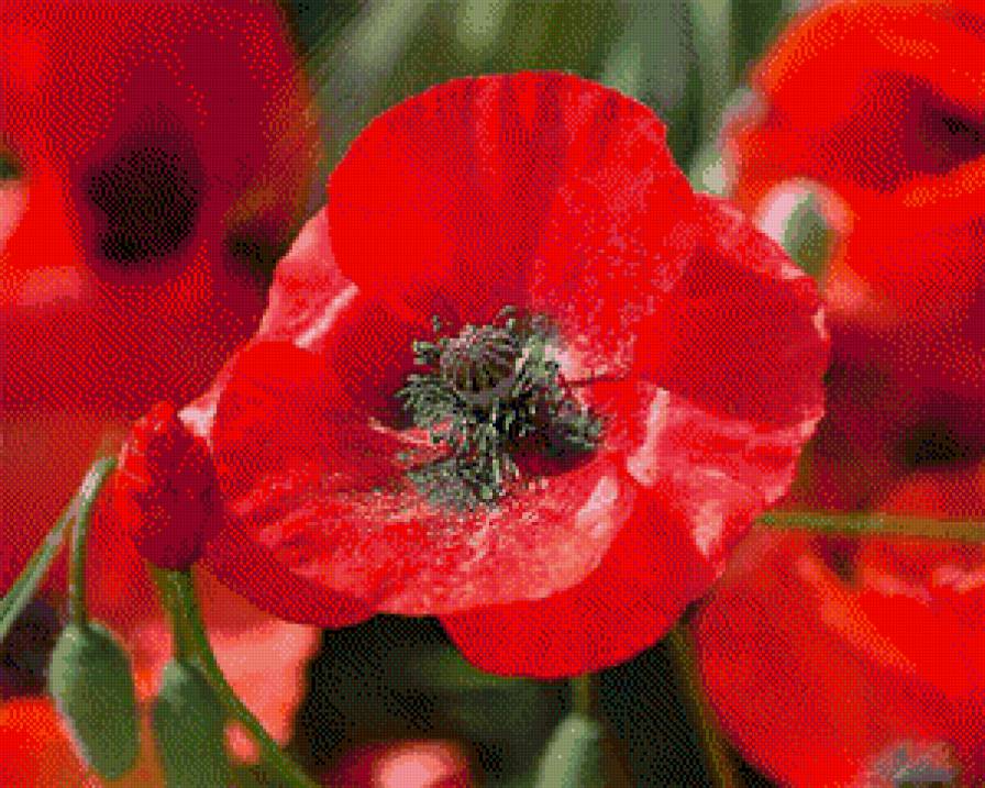 мак - предпросмотр