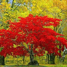 Схема вышивки «Лес»