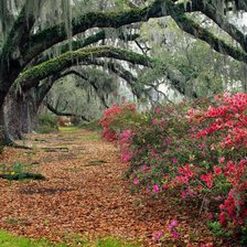 Схема вышивки «Алея»