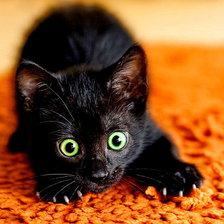 Схема вышивки «Черныш»