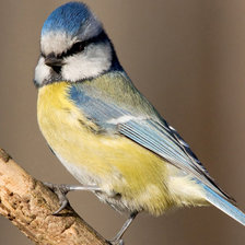 Схема вышивки «птица на веточке»