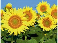 Схема вышивки «подсолнухи»