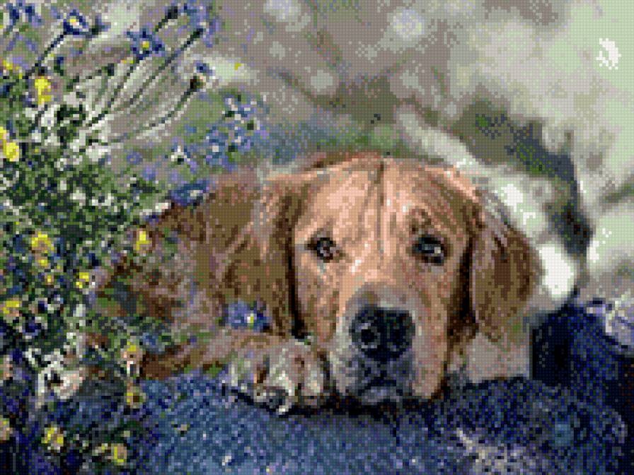 щенок - предпросмотр