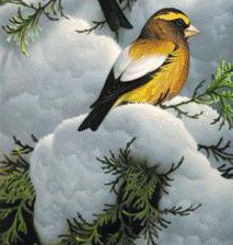 Схема вышивки «птички на заснеженой туе»