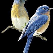 Схема вышивки «птички»