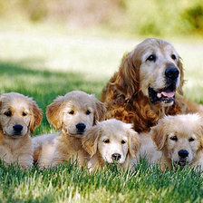 Схема вышивки «A nagy család»