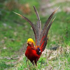 Схема вышивки «Színek kavalkádja»