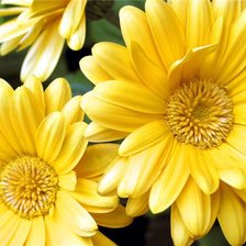 Схема вышивки «цветы»