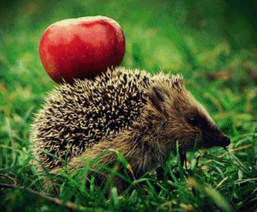 с запасом - еж, животные, яблоко - предпросмотр