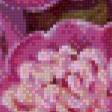 Предпросмотр схемы вышивки «Пионы» (№533950)