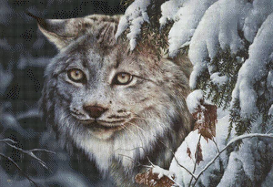 Рысь - большие кошки, животные, зима, рысь - предпросмотр