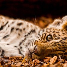 Схема вышивки «леопард»