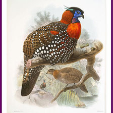 Схема вышивки «серия "птицы"»