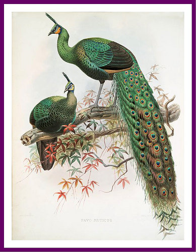 серия "птицы" - птицы.павлины - оригинал