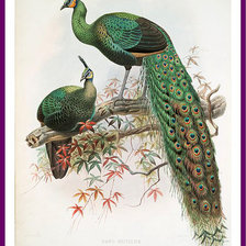 Схема вышивки «серия "птицы"»