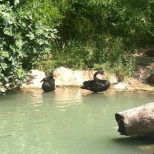 Схема вышивки «серия "птицы"»