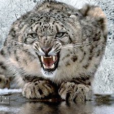 Схема вышивки «снежный барс»