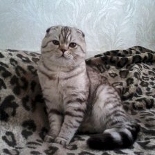 Схема вышивки «кот Каспер»