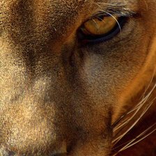 Схема вышивки «Взгляд»