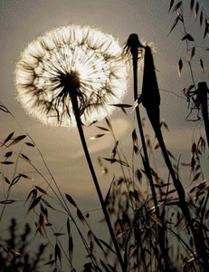 Одуванчик - одуванчик, природа, цветы - предпросмотр