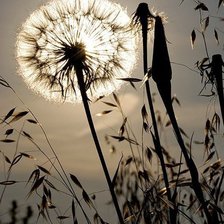 Схема вышивки «Одуванчик»