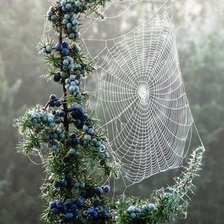 Схема вышивки «Паутина»