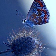 Схема вышивки «Бабочка»