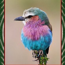 Схема вышивки «тропическая птичка»