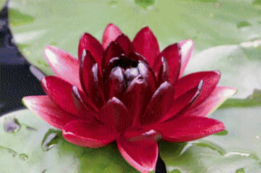 Кувшинка. - кувшинка, цветы - предпросмотр