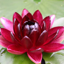 Схема вышивки «Кувшинка.»