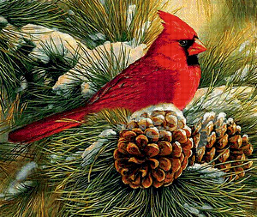 Красный кардинал - шишки, сосна, птички, кардинал - предпросмотр