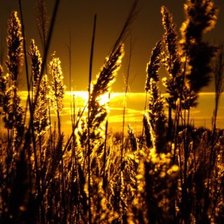 закат.трава