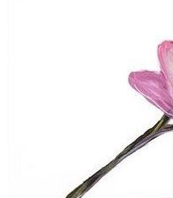 Схема вышивки «№535155»